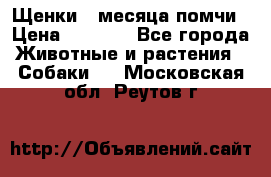 Щенки 4 месяца-помчи › Цена ­ 5 000 - Все города Животные и растения » Собаки   . Московская обл.,Реутов г.